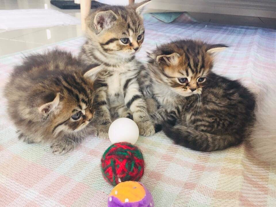 persian cats for sale gumtree